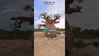 El baobab un impresionante árbol [upl. by Eenalem521]