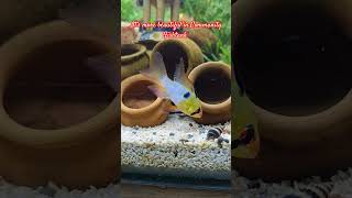 German Blue Ramirezi Ramarosy fish Stunning Look music song trending popularsong specialsongs [upl. by Malin]