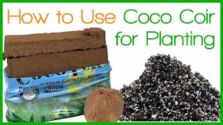 How to Use Coco Coir for Planting [upl. by Issor]