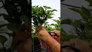 greenvegetable greenchilliharvest growing chillies in plastic bottles agriculturetech [upl. by Alohs420]