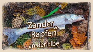 Zander Rapfen amp WishBoot Wahnsinn an der Hamburger Elbe 🎣😅 Angeln mit den Finity One Ködern [upl. by Reginauld527]