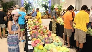 ❤️International Mango Festival at Fairchild Homestead Miami Florida [upl. by Downing]