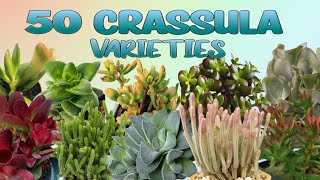 50 CRASSULA PLANT VARIETIESJADE PLANT WITH THEIR NAMES [upl. by Appleby]