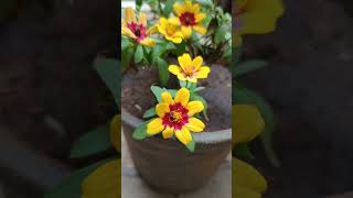 Zinnia Plant  Blooming of zinnias  gardening tips [upl. by Nylrats]