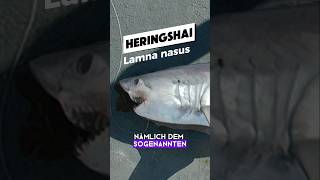 Fast weiße Haie in DEUTSCHLAND 👀  RasasWelt  shark germany [upl. by Goeger]