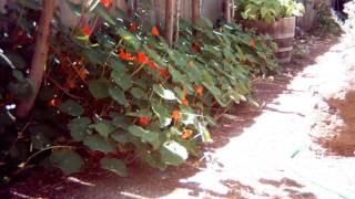 Nasturtium timelapse [upl. by Ailen]