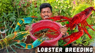 Lobsterக்கு Breeding Setup பண்ணியாச்சு🦞  Cray Fish Breeding Part 1 [upl. by Notsgnik]