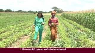 Zambian Farmer turns to Conservation Agriculture [upl. by Aleakim]