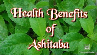 ASHITABA  Health Benefits of AshitabaHealth ForumHeathy Lifestyle [upl. by Tollman654]