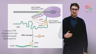 Реализация геномной информации Процессинг и сплайсинг РНК [upl. by Nawed]