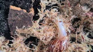 Lissachatina Reticulata Albino  Land snail [upl. by Burtis]