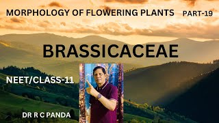 MORPHOLOGY OF FLOWERING PLANTS  BRASSICACEAE  NEET  CLASS11  DR RAMESH PANDA [upl. by Eednar517]