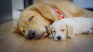 How My Golden Retriever and New Puppy Became Best Friend in Just 4 Days [upl. by Rollecnahc]