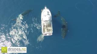 La danse des baleines  Dronesnc [upl. by Devol921]