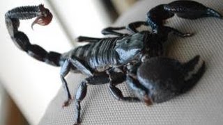 Emperor Scorpion Care Setup  Feeding [upl. by Hessler]