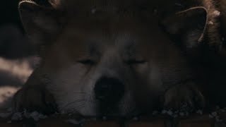 Hachi A Dogs Tale Last Scene WhatsApp Status [upl. by Finer]