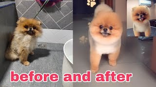 Bear Cut Pomeranian full groom GROOMING TV OFFICIAL [upl. by Anitsrik187]