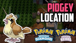 How to Catch Pidgey  Pokémon Brilliant Diamond amp Shining Pearl [upl. by Tteirrah773]