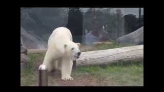 Kali the polar bear Saint Louis Zoo [upl. by Nner]