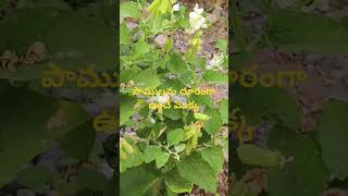 Crotalaria verrucosa గిరిగిచ్చ తెల్లీశ్వరిపాములను దూరంగా ఉంచే మొక్క ల్ Dr Murthy Plant World ll [upl. by Landers]