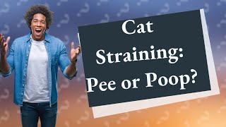 How do I know if my cat is straining to pee or poop [upl. by Floeter]