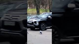 Вороны шагают на обед птицы вороны The crow are walking on lunch crow urbanbirds [upl. by Llednahs]