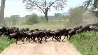 Wildebeest stampede in the Serengeti [upl. by Yelda]