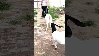 good enjoy short morning goats village life 197 [upl. by Roderica]