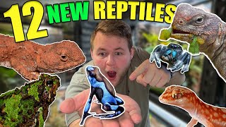 12 NEW ADDITIONS to the REPTILE ROOM [upl. by Ernestus512]