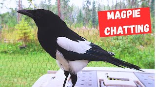 Magpie is chatty today [upl. by Meridith]