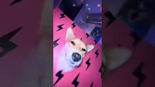 Bailecito del perro D apt perro bailecito EL VIDEO NO ES MIO [upl. by Waring996]