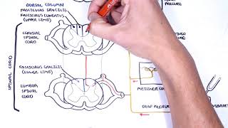 Sensory Tracts  Dorsal Column Medial lemniscus Pathway [upl. by Eanert740]