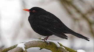 Julie Fowlis  Blackbird 2008 [upl. by Cinelli]