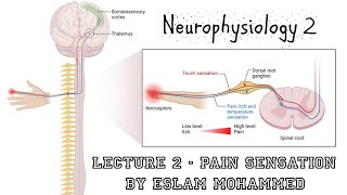 Neurophysiology 2  Lecture 2  Pain Sensation [upl. by Sanferd]