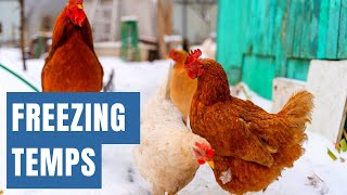 How to Keep the Chicken Water from Freezing [upl. by Tloh]