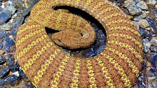 Finding Deadly Snakes in the Pilbara Western Australia [upl. by Kciredes]