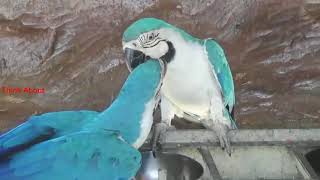 All mutation of macaws at one place parrot cute amazing birds [upl. by Hatfield582]