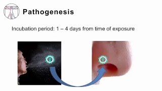 Influenza Pathogenesis and Clinical Manifestations [upl. by Kraska711]