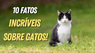 10 Curiosidades Surpreendentes Sobre Gatos Que Você Não Sabia [upl. by Chaddy79]