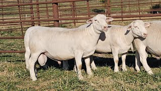 KALONA NOV 12  White Dorper Rams [upl. by Ahsinac]