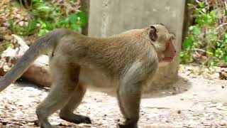 Beautiful longtailed monkeys in Cambodia [upl. by Alis]