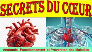 Lanatomie du Coeur Tout comprendre sur le fonctionnement du Coeur [upl. by Nonnelg945]