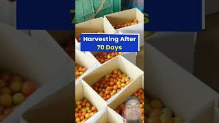 Cherry tomato agriculture farming farmer fruit indianfarmer gardenflower gardenplants garden [upl. by Irahs241]