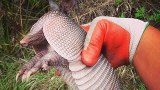 Armadillos Keep Digging Parody [upl. by Brown805]