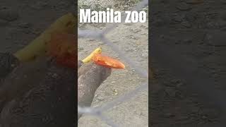 Manila zoo [upl. by Martino]