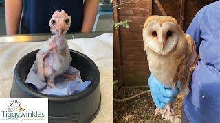 Tiny Baby Barn Owl Makes Amazing Transformation [upl. by Peyter547]