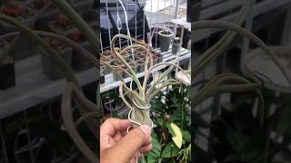 Tillandsia Caput Medusae starts flowering tillandsia [upl. by Allemahs]