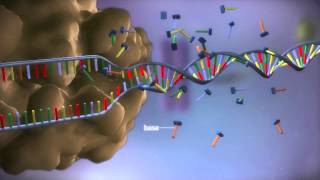 From DNA to protein  3D [upl. by Nestor]