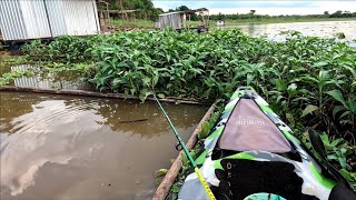 Pescaria com a água barrenta é fatal pra esses peixes usando isca viva só os Brutos Rio turvo [upl. by Noiek]