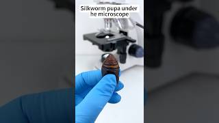 Silkworm pupa at 400X looks amazingunderthemicroscope science [upl. by Berlauda]